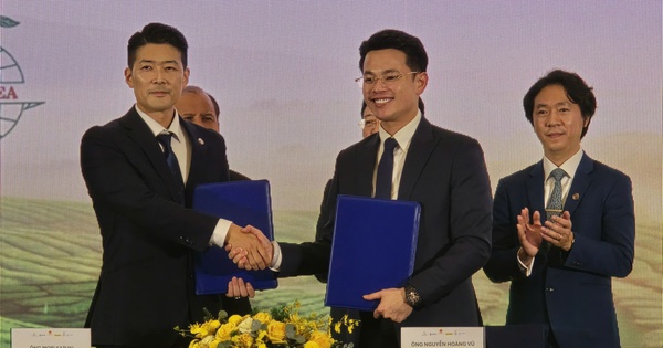 Trưng bày 1.000 cây trà trên 100 tuổi tại Lễ hội Trà Quốc tế 2025