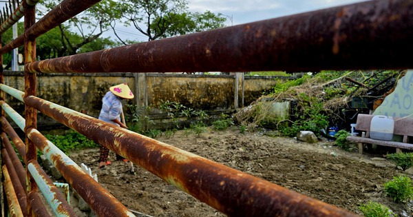 Cận cảnh hoang tàn ở Bệnh viện Phục hồi chức năng cũ tại Đà Nẵng