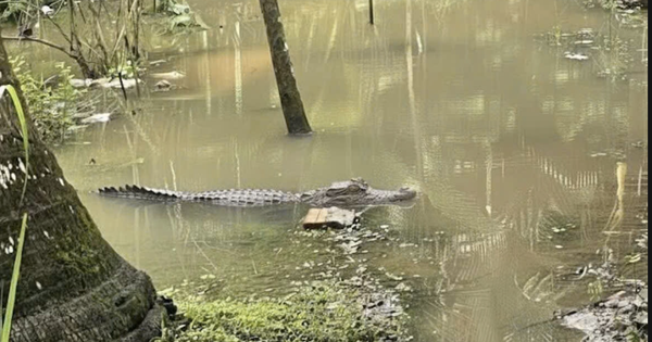 Chưa tìm thấy tung tích cá sấu 1,5 m từng xuất hiện sát nhà dân ở Cần Thơ