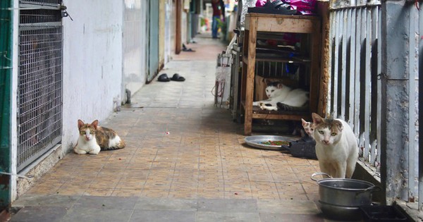 Chuyện dài về hàng xóm trong chung cư