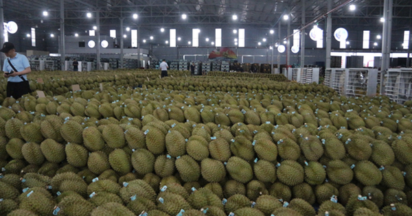 Sầu riêng Việt trước bài học lớn