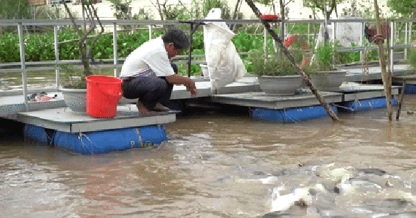 CLIP: Nhiều người thay phiên "canh" đàn cá hàng ngàn con ở Đồng Tháp