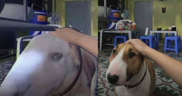 Chú chó nổi như cồn vì giống "Mr.Gold" trong "Brother Hai's Pho Restaurant"