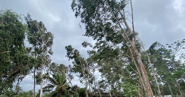 Cách đơn giản theo dõi bão số 13 Kalmaegi trực tiếp trên điện thoại