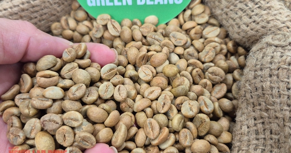 Giá cà phê hôm nay 9-11: Ai là vua xuất khẩu cà phê?