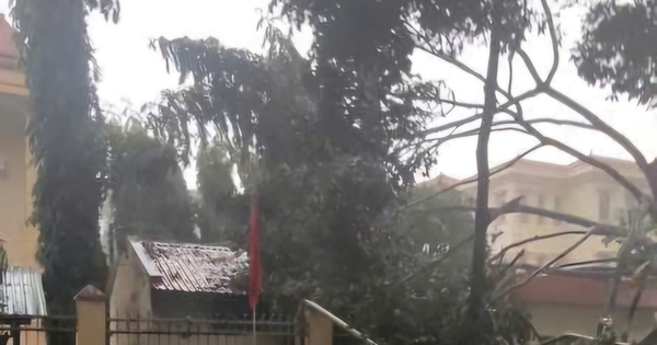 Khu vực Phú Giáo, TP HCM mưa to kèm gió giật mạnh, cây ngã đổ la liệt