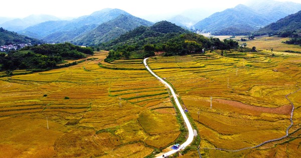 Loại cây đặc sản vào vụ, nhuộm vàng bản làng vùng cao xứ Thanh