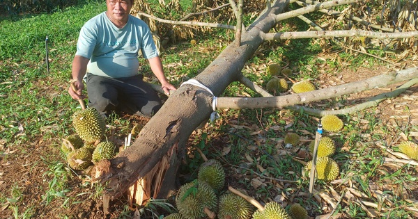 Xót xa những vườn sầu riêng, cao su gãy đổ hàng loạt