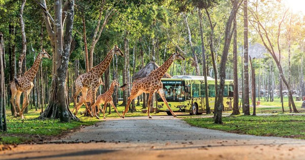 10 năm Vinpearl Safari Phú Quốc: Dấu ấn tiên phong của safari bán hoang dã đầu tiên tại Việt Nam
