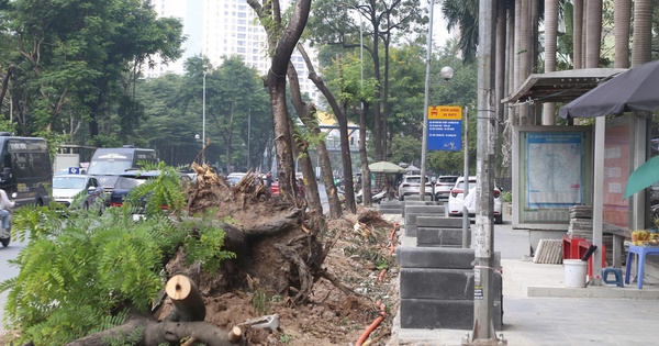 Hà Nội di dời cây xanh, xén vỉa hè để giảm ùn tắc