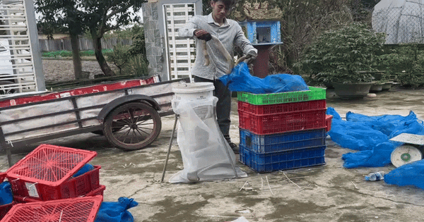 NÓNG: Tạm giữ 676 con rắn hổ mang, nặng gần 1.000 kg ở Quảng Trị