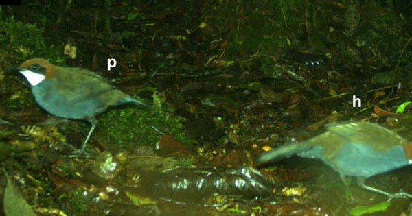 Phát hiện loài chim mới trên đảo quốc Thái Bình Dương