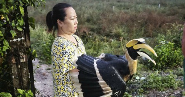 TPHCM: Nhiều loài chim quý hiếm liên tục bay vào nhà dân