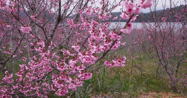 Check-in rừng hoa anh đào Nhật Bản đang nở rộ ở Điện Biên