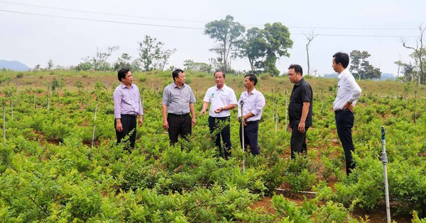 Hồi sinh vùng cây dược liệu quý