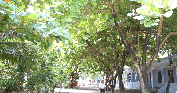 Xanh ngát Trường Sa