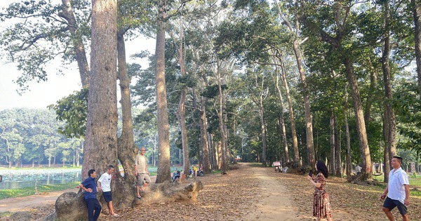 Phát triển đô thị không ảnh hưởng cây xanh