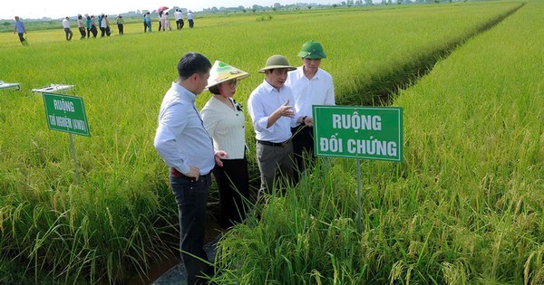 Trồng lúa giảm phát thải thu lợi kép