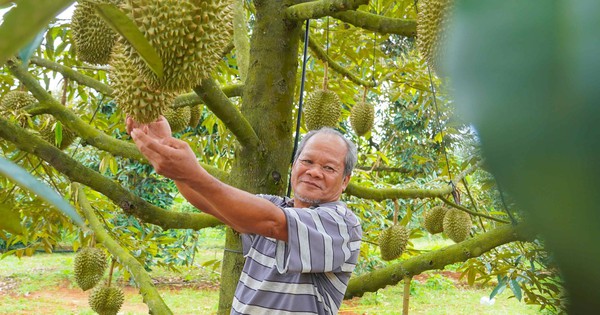 Hình ảnh nông dân Bà Rịa - Vũng Tàu tất bật thu hoạch sầu riêng xuất khẩu đi Trung Quốc