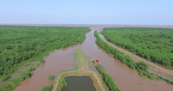 Trồng cây gây rừng lấn biển