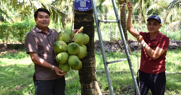 Cây dừa "lên đời"
