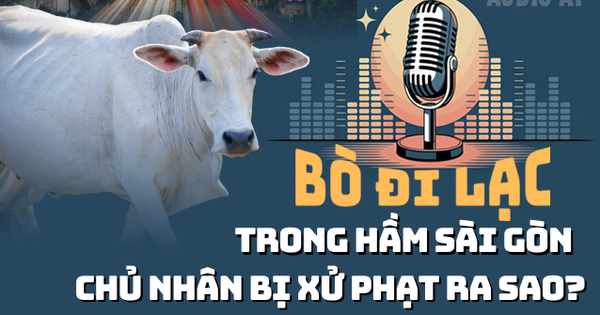 Audio: Để bò đi lạc trong hầm sông Sài Gòn, bị xử phạt ra sao?