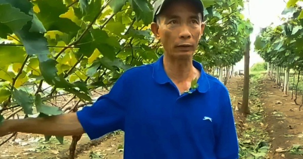 Vườn nho hữu cơ hút khách bên sông Lại Giang