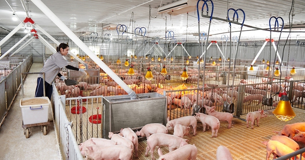 Tiềm năng phát điện từ khí sinh học