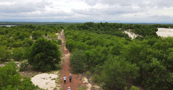 Từ vùng cát trắng, rừng đã lên xanh