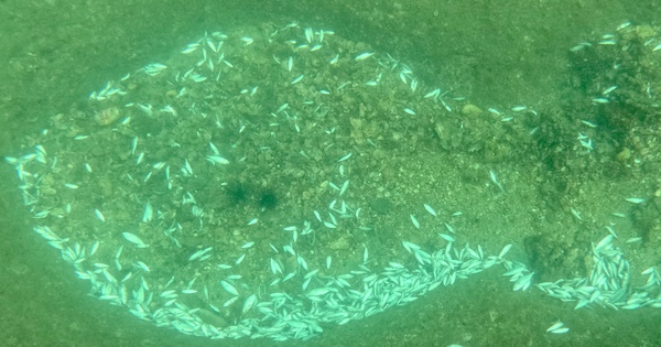 Kết quả xác minh vụ cá biển tự nhiên chết hàng loạt ở Khánh Hòa