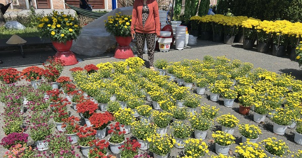 VIDEO: Hoa, kiểng Tết giá bình dân hút khách tại miền Tây