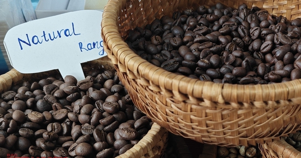 Giá cà phê hôm nay 10-2: Đồng loạt tăng trở lại