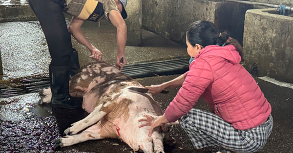 Lò giết mổ vượt công suất, thú y không theo kịp?