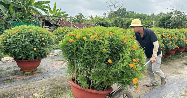 Làng hoa lớn nhất Đà Nẵng “cháy hàng” giáp Tết Bính Ngọ