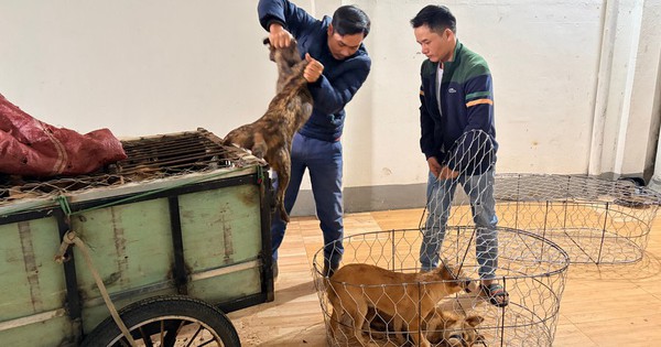 Vụ trộm 5.200 con chó, thu lợi bất chính 2,6 tỉ đồng: Khởi tố, tạm giam 6 đối tượng