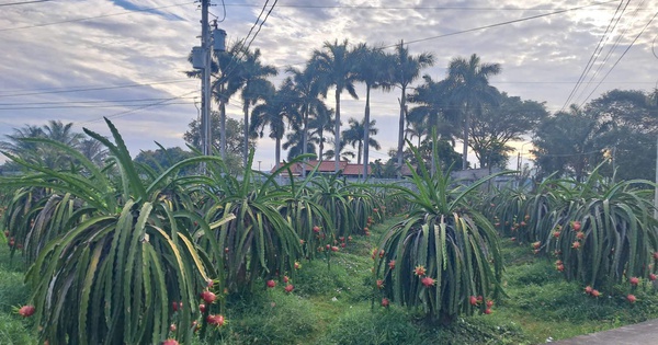Giá thanh long cận Tết bất ngờ lao dốc, nông dân lo đầu ra