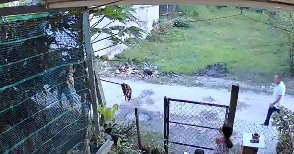 Tranh chấp đất ở Tây Ninh, cậu chém cháu gây thương tích 74%