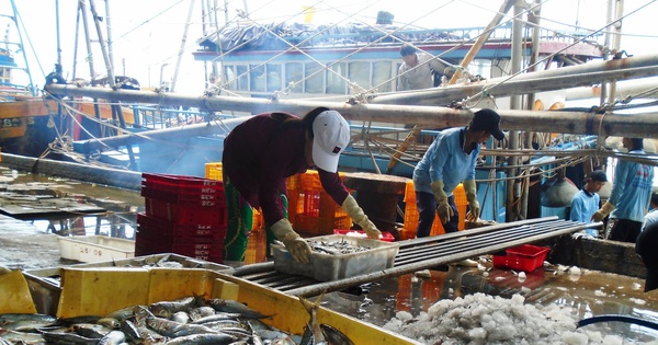 Lâm Đồng kiểm soát chặt 100% tàu cá ra vào cảng