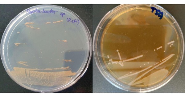 Sinh vật cực nguy hiểm ra từ băng hang động 5.000 năm