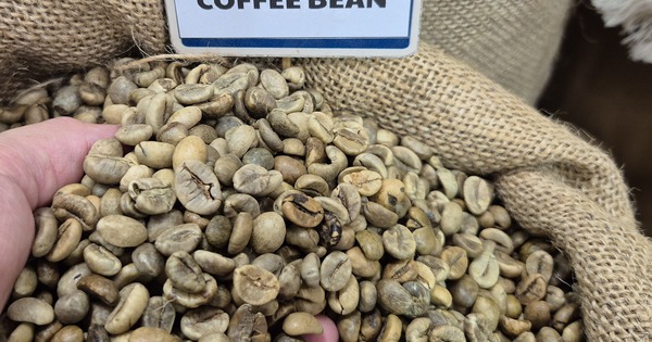 Giá cà phê hôm nay 28-2: Biến động liên tục, Chủ tịch VICOFA nói gì?