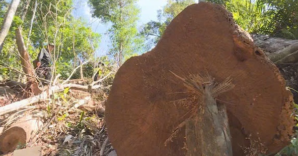 Bắt tạm giam một giám đốc công ty lâm nghiệp vì nhận hối lộ