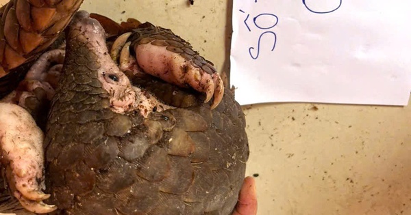 Khánh Hòa: Phát hiện vụ nuôi nhốt 5 con tê tê trái phép, 1 con đã chết - Báo Người Lao Động