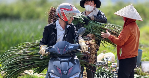 Hoa Lâm Đồng khoe sắc, rộn ràng