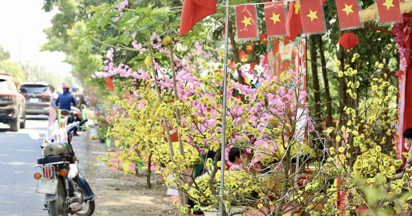 Khai mạc Đường hoa Mai vàng Bình Lợi