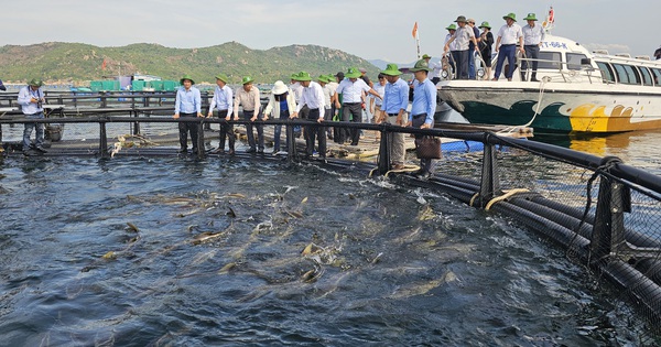 Nuôi biển công nghệ cao khởi sắc