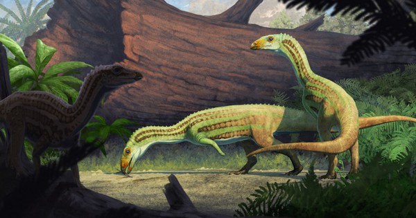 Phát hiện “cá sấu quái vật" bước đi bằng 2 chân