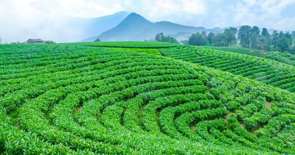 Những mùa hương trên vai núi