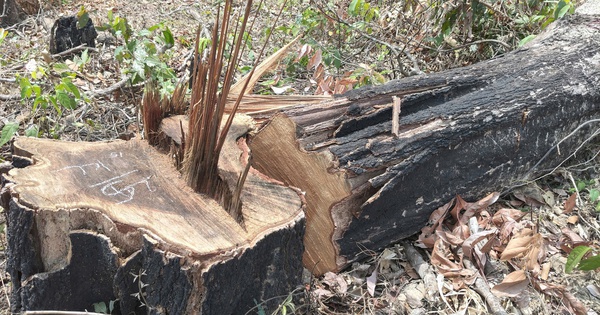 Gia Lai chỉ đạo xử lý nghiêm vụ phá rừng vùng biên giới