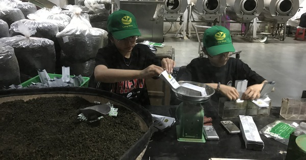 Một lần tới thăm bảo tàng trà ở phố ngàn hoa