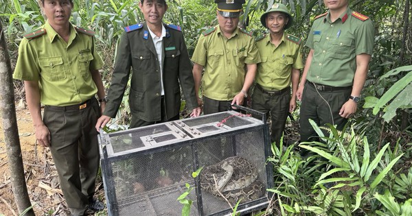 CLIP: Trăn gấm bò vào khu dân cư ở Đà Nẵng